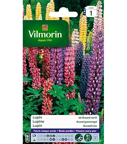 50x Bulbes Glaïeul Mix Couleurs Bulbes Fleurs Vivaces Gladiolus Mélange