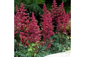 PONDPLANTSUK Astilbe red Baron (False Goats Beard) - Marginal Pond Plants - Pond Plants - Water Plants-None-1 LTR