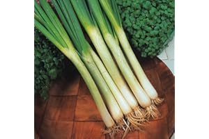 JUST SEED JustSeed - Vegetable - Spring Onion - White Lisbon - 800 Seeds - Economy Pack