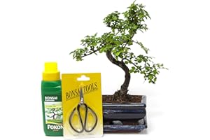 BONSAI2U Chinese Elm Bonsai Tree Kit - 7 Year Old Bonsai Tree with Plant Feed & Scissors