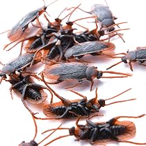 50 Araignées Plastique Noir Halloween - Realistes Et Effrayantes Pour Décorations Ou Farces - Jouet Blague Party