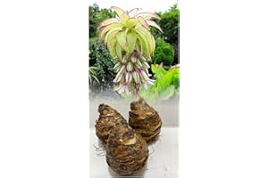 GARTHWAITE NURSERIES® : - UK Stockist : - 3 Eucomis Bicolor (Pineapple Lily) Bulbs Size 14/16 Fragrant Tropical Summer Flowering Perennial Unusual