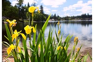Lincolnshire Pond Plants Ltd - Marginal Aquatic Pond Plant - (Iris Pseudacorus) - 1Ltr Potted