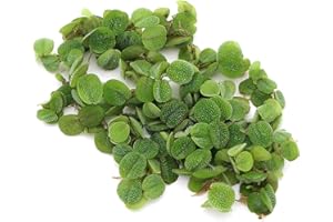 K2AQUA Salvinia Natans Floating Live Plant Natural Aquatic Decoration for Aquariums and Ponds Oxygenating Water Plants