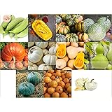 Prademir Kürbis Samen Set 11 x verschiedene Kürbis Saatgut alte Sorten Anzucht für Garten und Balkon Gewächshaus Pflanzset Ge