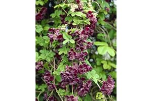 COUNTRY CLIMBERS & GARDEN FAVOURITES Akebia quinata chocolate vine hardy climbing plant supplied in 1litre pot