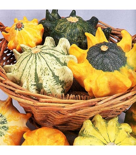 Semi Di Zucca Ornamentale SHENOT 'Superiore Delle Spine' - Cucurbita Pepo, Confezione Da 35 Semi