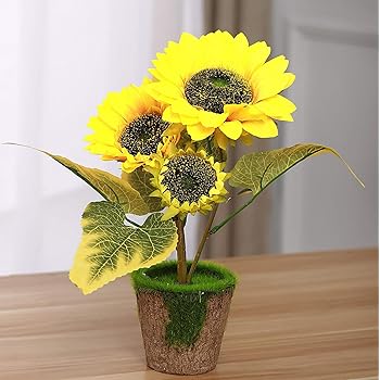 Amazon.de: Sonnenblume im Topf Pflanze Sonnenblume Deko