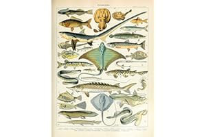 ARTERY8 Millot Encyclopedia Page Sea Fish Variety Extra Large XL Wall Art Poster Print POISSON mur Impression d'affiches