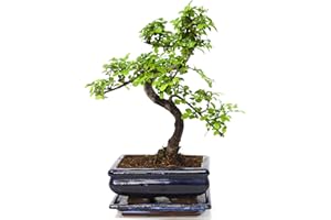 BONSAI2U Chinese Elm Bonsai Tree - You Choose - 7yr Chinese Elm