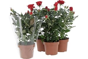 KENTIS - Kit 4 Piante di Rose Rosse - Piante Vere da Esterno Fiorite - Pianta da Balcone Giardino Terrazzo Ornamentali - Sempreverde - Vaso Ø 12 cm