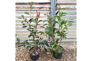 AZIENDA AGRICOLA TEMPESTI STEFANIA Photinia red robin, 8 piante alte 80/100 cm, vaso Ø18, per una siepe lunga 5 metri