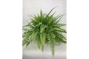 OTHER Boston Fern House Office Nephrolepis - Planta grande (17 cm)