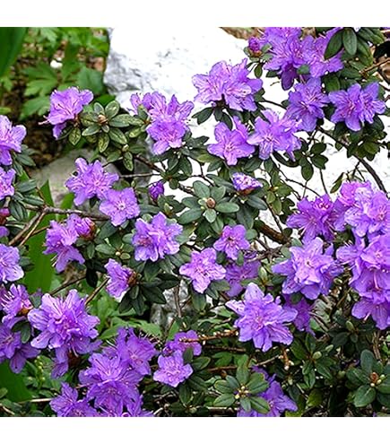 GrowOn Shrubs Dwarf Rhododendron Japonica 'St Merryn' | Evergreen Shrub |  Outdoor Garden Ready Plant | Spring Flowering | Violet Blue Flowers :  Amazon.co.uk: Garden