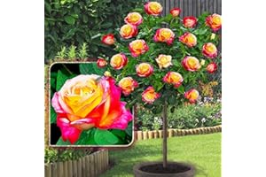 Rosier sur tige - 120 cm de hauteur - Idéal pour Balcon, terrasse, Petit Jardin - Convient en pots et pleine terre (Double Delight)