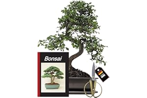 Genki-Bonsai Bonsai-Starterset Chinesische Ulme – 4-teiliges Indoor-Komplettset mit Schere, Untersetzer & Bonsaibuch – pflegeleichter Zimmerbonsai für Anfänger & Fortgeschrittene