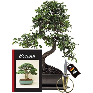 Amazon.de Bestseller: Die beliebtesten Artikel in Bonsai