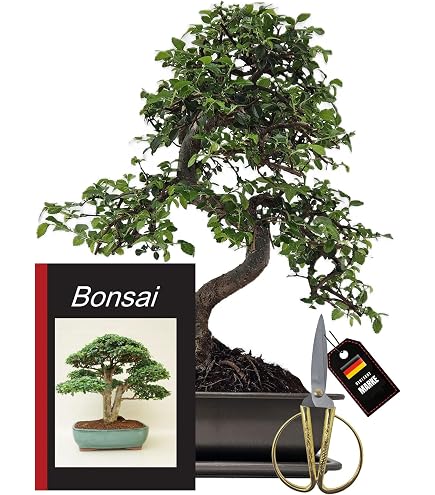 Seedeo Japanische Kamelie (Camelia Japonica) Zimmer-Bonsai Rosablhend 8  Samen : Amazon.de: Garten