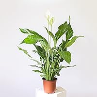 Spathiphyllum/Friedenslilie - 60 cm +/- Scheidenblatt, Blattfahne, Einblatt, tropische zimmerpflanze, Aronstabgewächse…