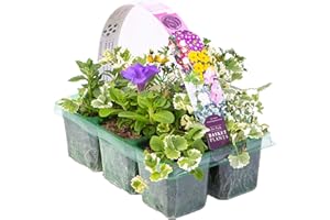 GARDENERSDREAM Beautiful Mixed Hanging Basket Plants for Borders Pots & Containers | (6 Pack)