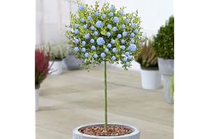 Céanothe Victoria | Lilas sauvage de Californie en pot pour petits jardins