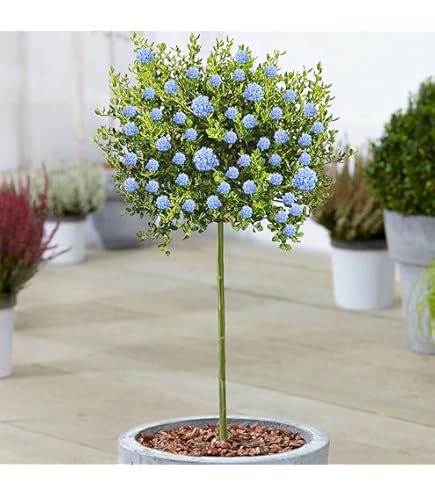 Glanzmispel Dicker Toni 80-100cm - Photinia fraseri - lebende Gartenpflanze  aus den Baumschulen : Amazon.de: Garten