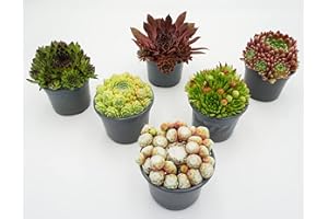 Hauswurz Winterhart Set, Sempervivum Mix von Rabatini, Set aus 6 Echten Bodendecker Winterhart Mehrjährig, Winterharte Pflanzen für Garten, Sukkulenten Höhe ca. 6–12 cm, im Ø 9cm Topf