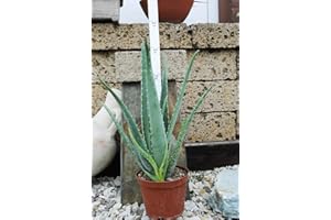KUNERT-KERAMIK Echte Aloe Vera,medizinisch,bis zu 60cm, sehr große Pflanzen im 2,5ltr Container