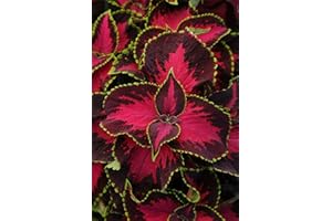 JustSeed - Flower - Coleus - Chocolate Covered Cherry - 10 Pelleted Seeds