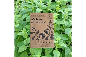 FITS YOU Lot de 2 sachets de 150 graines de mélisse officinale/semences d'origine france/graine biologique & reproductibles/herbes aromatiques/Cultivez en intérieur ou en extérieur