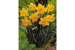 BLUMENHANDEL ULLRICH 100 Großblumige Narzissen Carlton Blumenzwiebeln Narcissus