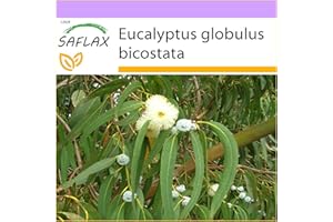 SAFLAX - Eucalyptus (bicostata) - 100 graines - Eucalyptus globulus bicostata