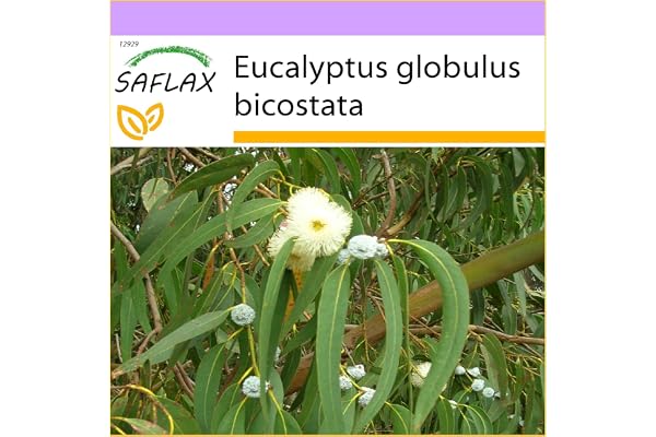 SAFLAX - Eucalyptus (bicostata) - 100 graines - Eucalyptus globulus bicostata