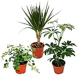 Exotenherz - Zimmerpflanzen Set mit 3 Pflanzen - Typ 2-9cm