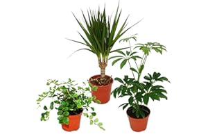 Exotenherz - Zimmerpflanzen Set mit 3 Pflanzen - Typ 2-9cm