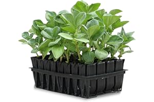 Haxnicks Deep Rootrainer Set 32 Cells (12CM Deep)