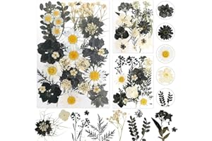 DOG'S BOOTY Gepresste Blumen Getrocknete Blumen Trockenblumen zum Basteln Trockenblumen Klein Getrocknete Blumen Deko für DIY Scrapbooking Kunsthandwerk Schmuck Dekorationen(Schwarz)