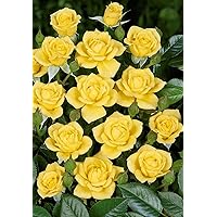 'Laura Ford' -R-, Kletterrose im 4 L Container