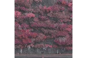 Even In Arcadia – 2 LP Milk Clear – Amazon Exclusive