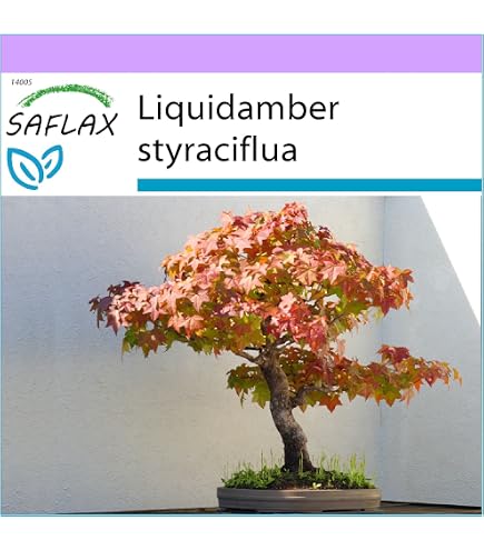 SAFLAX - Bonsai - Rode Japanse Esdoorn - 20 Zaden - Acer palmatum :  Amazon.nl: Tuin, terras & gazon