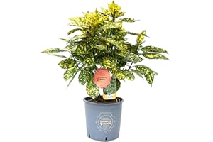 Vannucci Piante - Aucuba japonica 'Crotonifolia Gold', Pianta vera in vaso, Pianta da esterno
