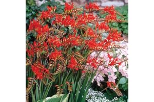 FLORIANA-BULBOSE Bulbos de Flores (10 X Crocosmia LUCIFER)