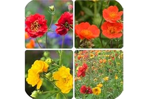 GROWTANICAL Geum Yellow Red Orange Mix x 6 Plug Plants Hardy Perennials