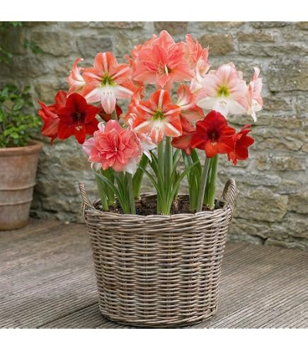 5x Hippeastrum | 5er Blumenzwiebeln Mix Amaryllis Zwiebel | Ritterstern  Zwiebel | Blumenzwiebeln Frhblher  26-28 cm : Amazon.de: Garten