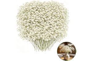 ACKKOR 100 st Torkade pressade blommor, naturliga vita gypsophila, för hantverk, resin, vas, bröllopskort, blommor för DIY-pr