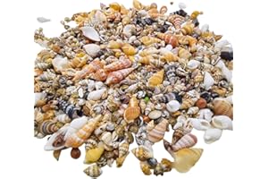 AhLmA 200 g Scallop Shells for Crafts, muszle do malowania, rozgwiazdy, muszle, dekoracja, waza, wypełniacze, nadają się na uroczystości rodzinne, dekoracje ślubne do samodzielnego wykonania itd.