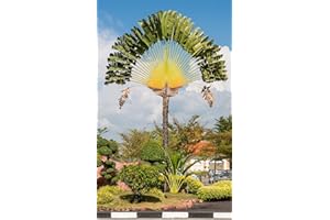 GÉNÉRIQUE 15 Graines Arbre du Voyageur - Ravenala madagascariensis - Plante tropicale spectaculaire en EVENTAIL - Arbre Fleur Jardin - 300