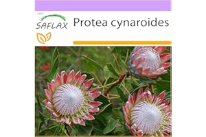 SAFLAX - Protea re - 5 semi - Protea cynaroides