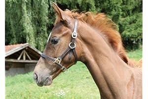 Kerbl Fohlenhalfter Eco