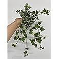 3 x Hedera Trailing Ivy | Variegated Trailing Ivy | 3 x Plants in 9cm Pot